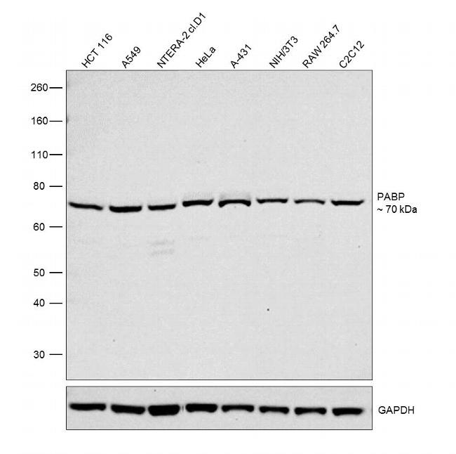 PABP Antibody in Western Blot (WB)