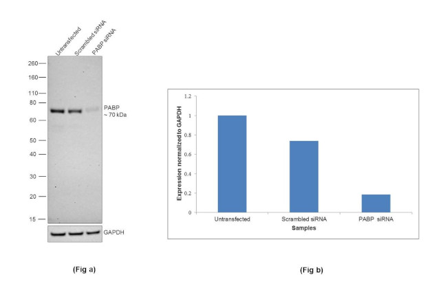 PABP Antibody