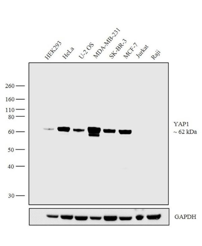 YAP1 Antibody