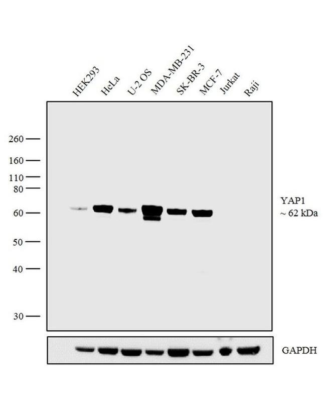 YAP1 Antibody in Western Blot (WB)