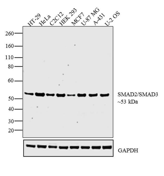 SMAD2/SMAD3 Antibody in Western Blot (WB)