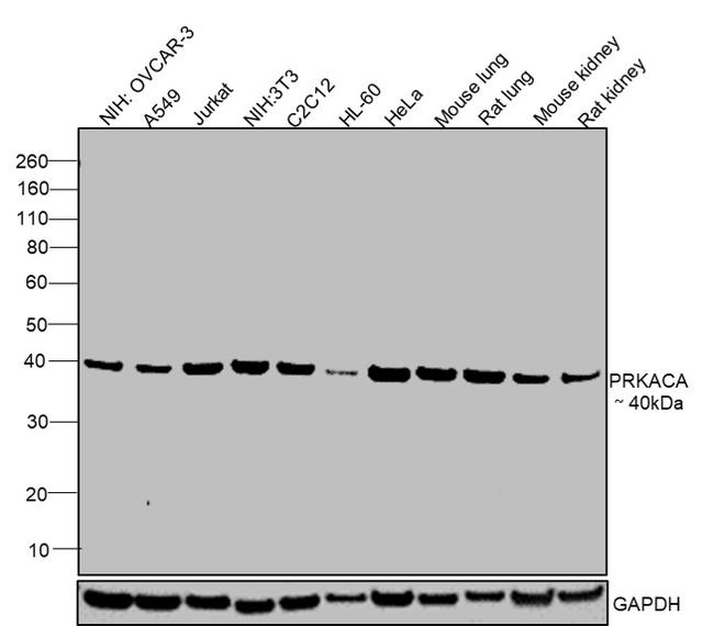 PKA alpha Antibody in Western Blot (WB)