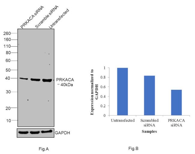 PKA alpha Antibody