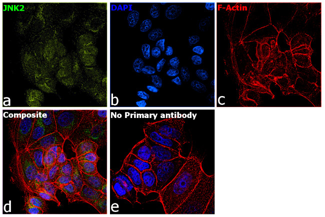 JNK2 Antibody in Immunocytochemistry (ICC/IF)