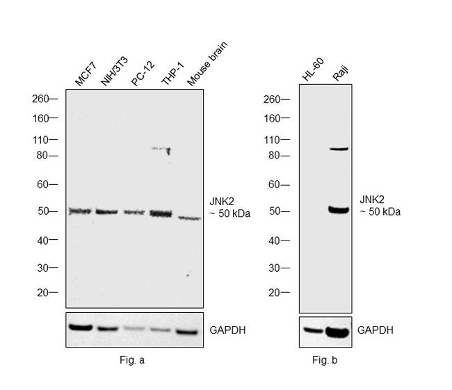 JNK2 Antibody in Western Blot (WB)