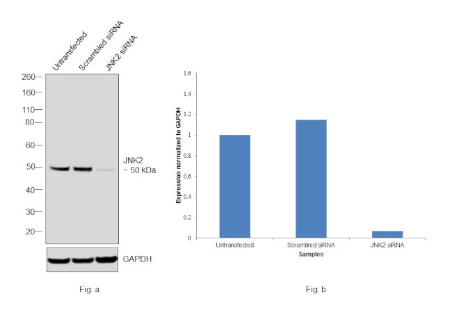 JNK2 Antibody