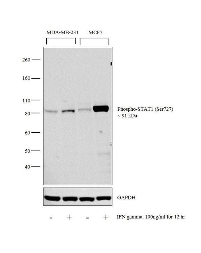 Phospho-STAT1 (Ser727) Antibody in Western Blot (WB)