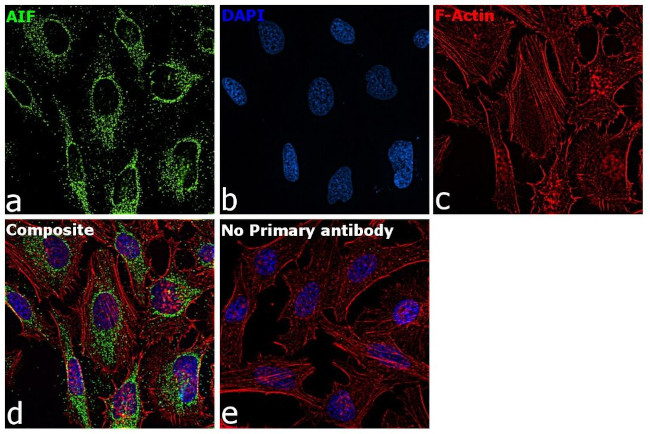 AIF Antibody in Immunocytochemistry (ICC/IF)