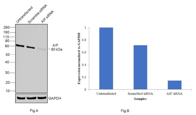 AIF Antibody