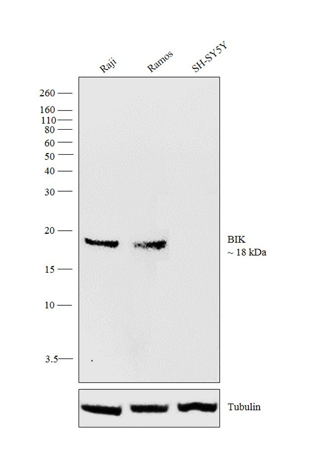 BIK Antibody