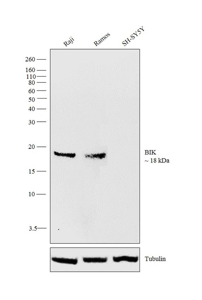 BIK Antibody in Western Blot (WB)