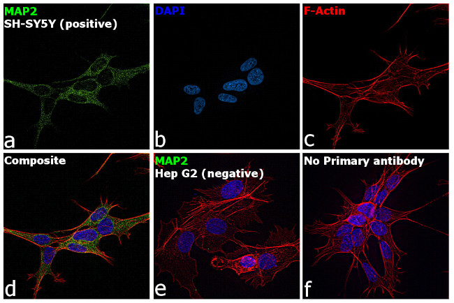 MAP2 Antibody