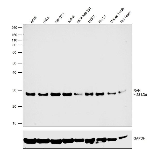 RAN Antibody in Western Blot (WB)