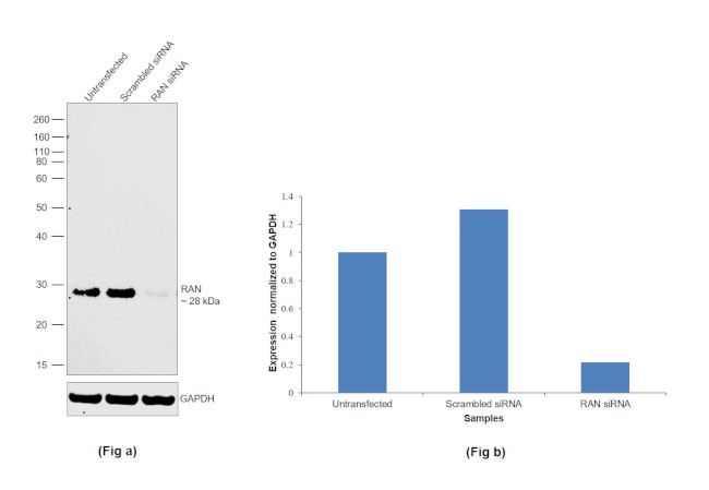 RAN Antibody