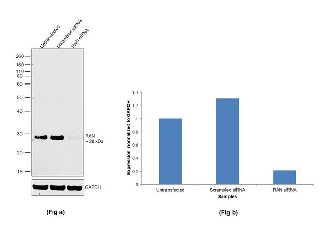 RAN Antibody in Western Blot (WB)