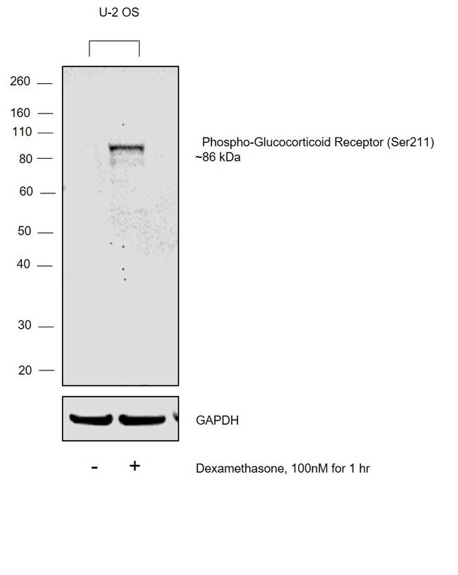 Phospho-Glucocorticoid Receptor (Ser211) Antibody in Western Blot (WB)