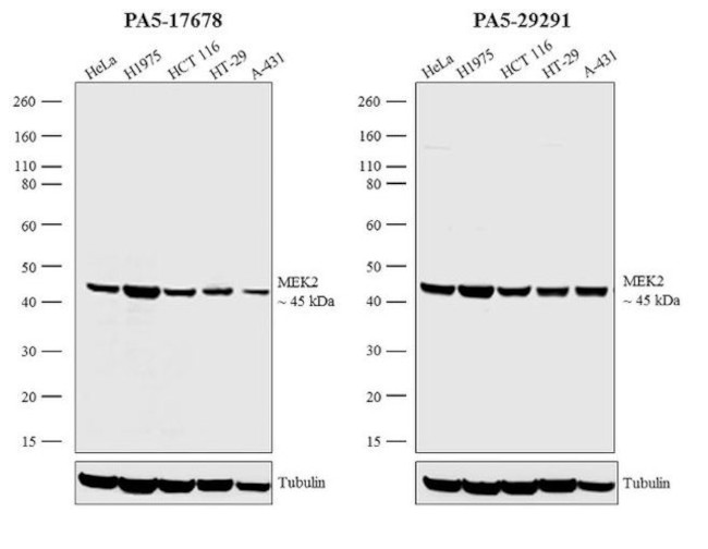 MEK2 Antibody