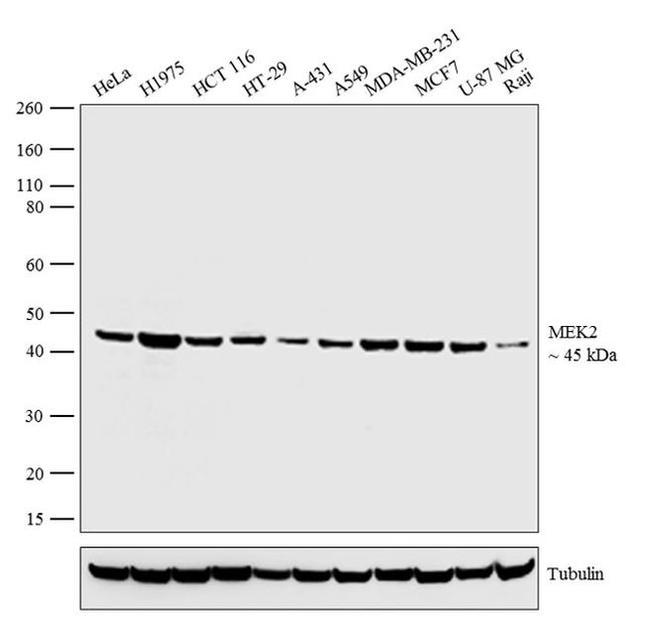 MEK2 Antibody in Western Blot (WB)