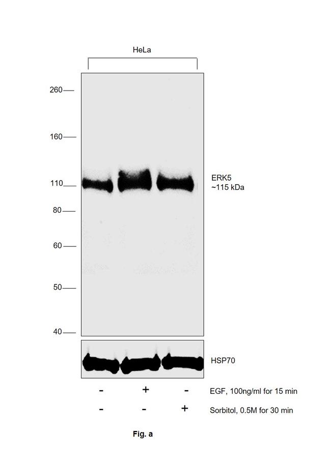 ERK5 Antibody