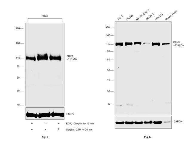 ERK5 Antibody in Western Blot (WB)