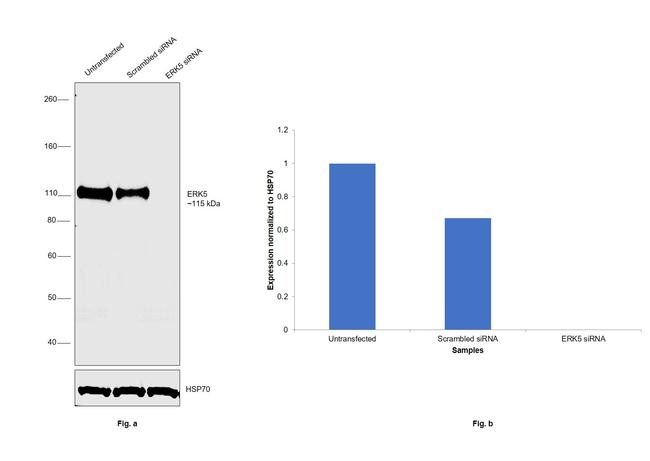 ERK5 Antibody in Western Blot (WB)