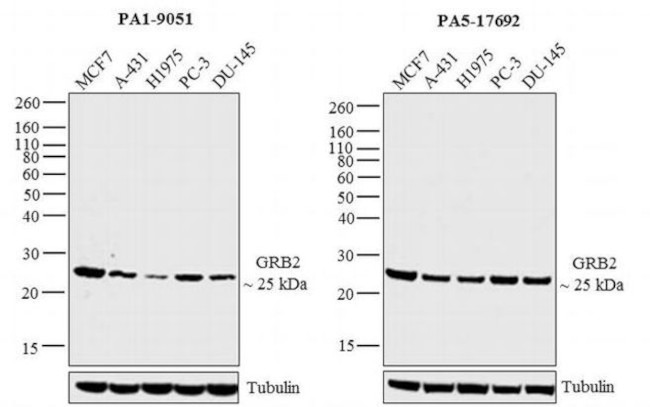 GRB2 Antibody