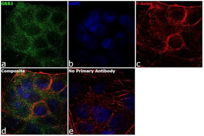 GRB2 Antibody in Immunocytochemistry (ICC/IF)