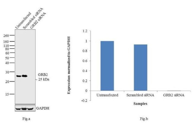 GRB2 Antibody