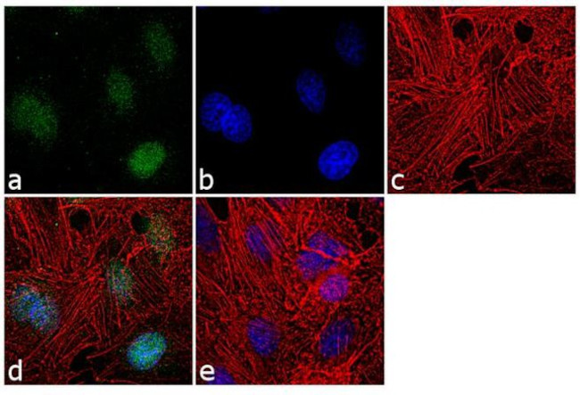 Histone H3 Antibody in Immunocytochemistry (ICC/IF)