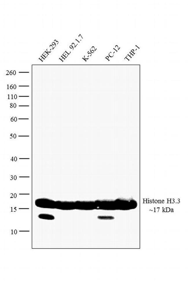 Histone H3 Antibody in Western Blot (WB)