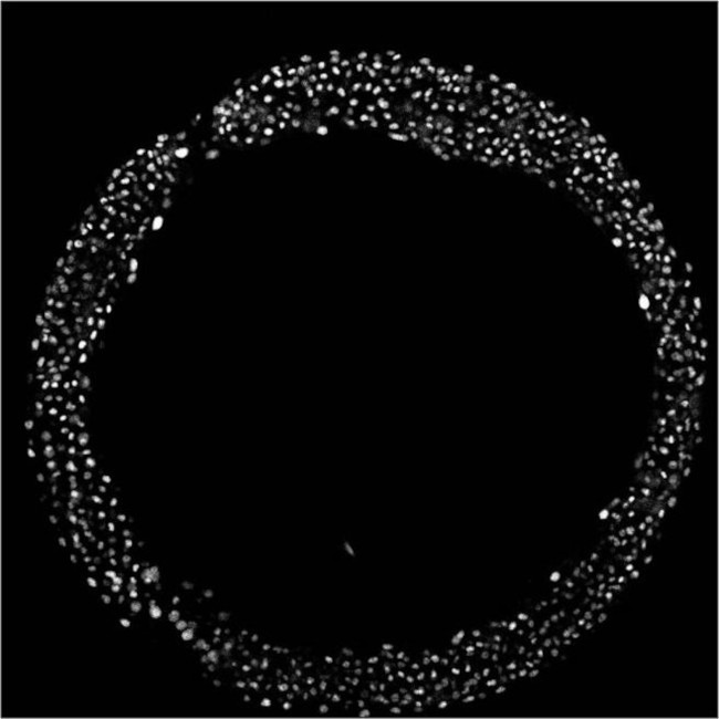 Histone H3 Antibody in Immunohistochemistry (IHC)