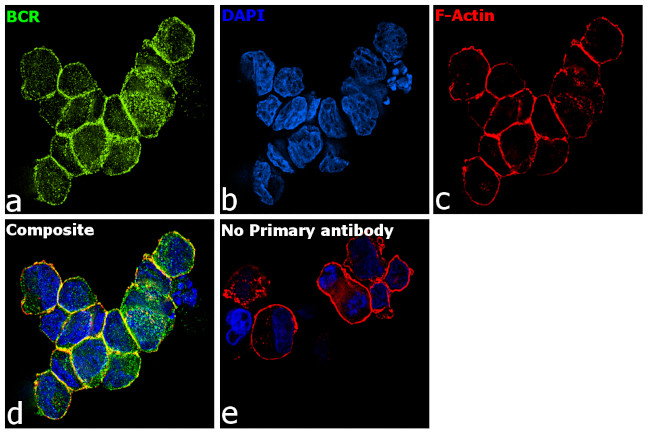 BCR Antibody in Immunocytochemistry (ICC/IF)