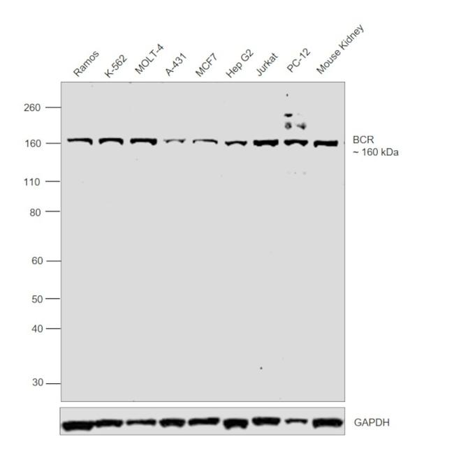 BCR Antibody in Western Blot (WB)