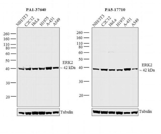 ERK2 Antibody