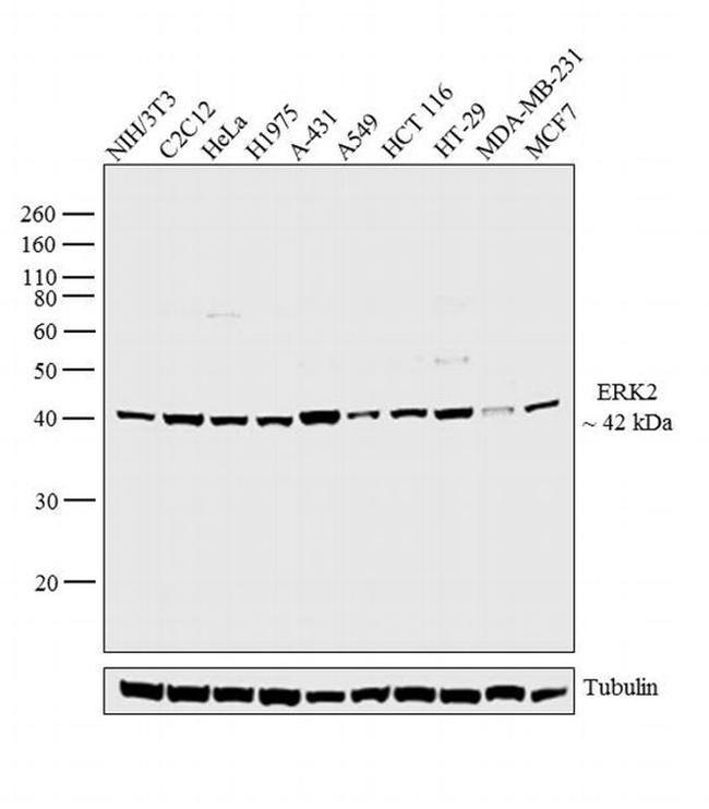 ERK2 Antibody in Western Blot (WB)