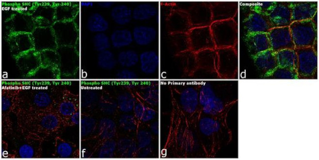 Phospho-SHC (Tyr239, Tyr240) Antibody in Immunocytochemistry (ICC/IF)