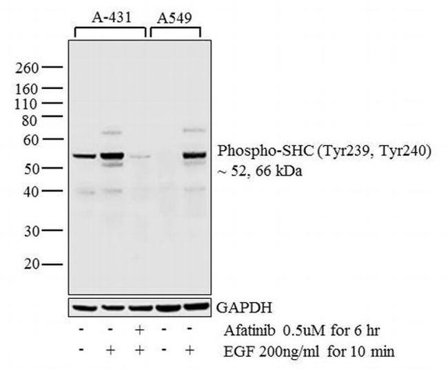 Phospho-SHC (Tyr239, Tyr240) Antibody in Western Blot (WB)
