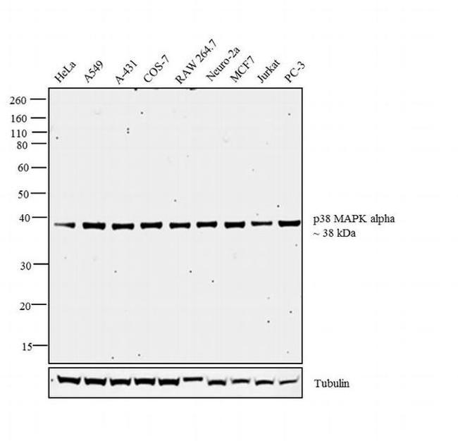 p38 MAPK alpha Antibody in Western Blot (WB)