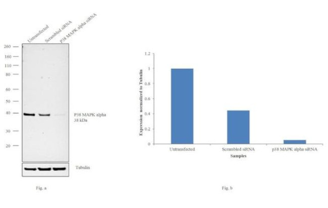 p38 MAPK alpha Antibody