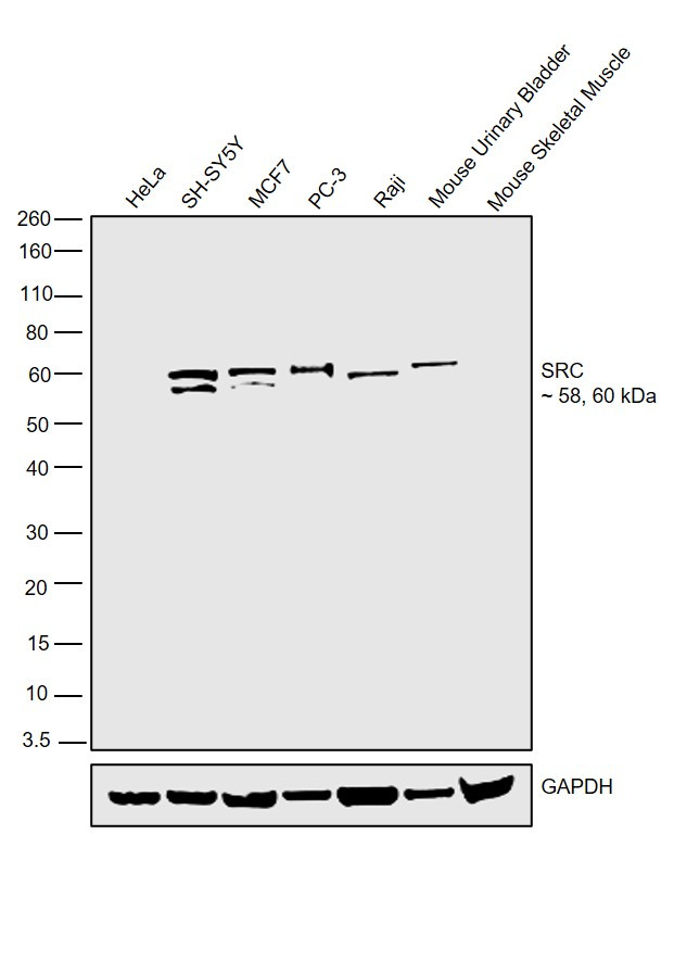 SRC Antibody