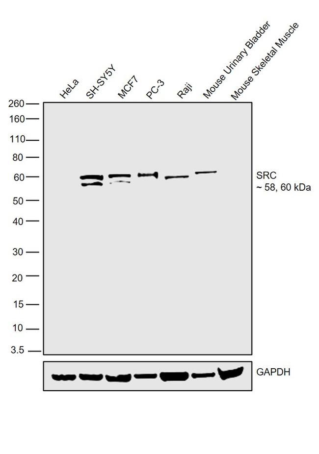 SRC Antibody in Western Blot (WB)