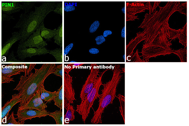 PIN1 Antibody in Immunocytochemistry (ICC/IF)