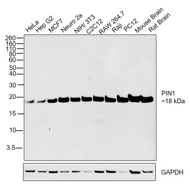 PIN1 Antibody in Western Blot (WB)