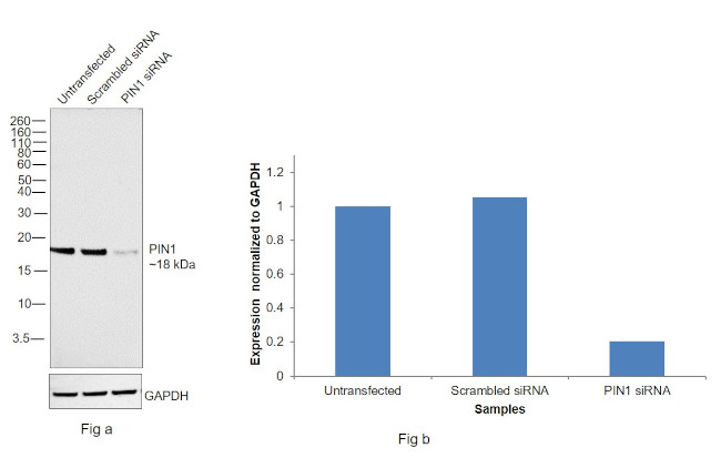 PIN1 Antibody