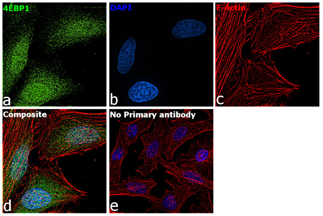 4EBP1 Antibody in Immunocytochemistry (ICC/IF)