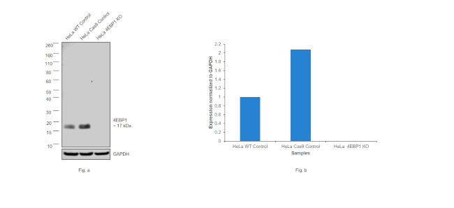 4EBP1 Antibody