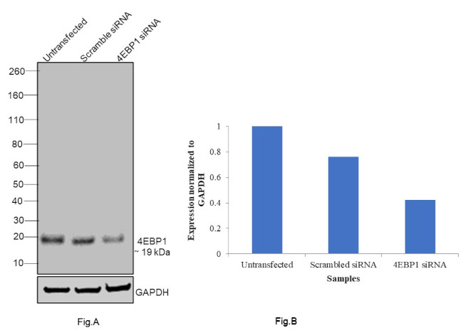 4EBP1 Antibody