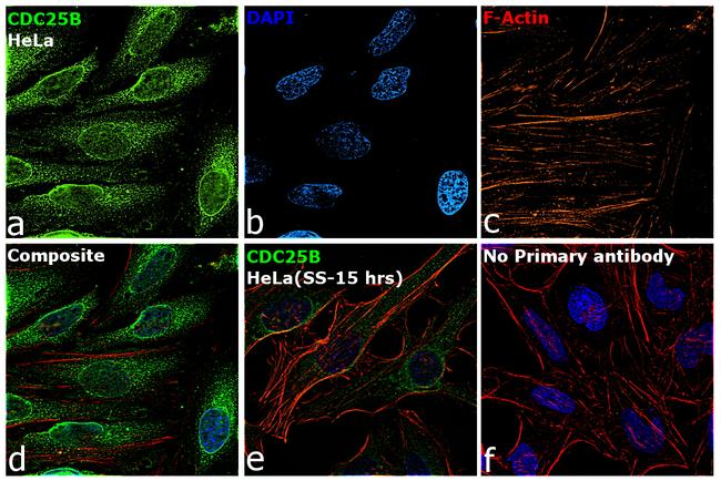 Cdc25B Antibody