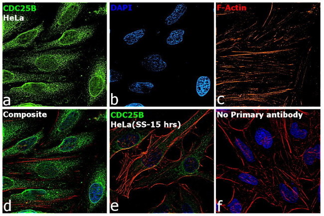 Cdc25B Antibody in Immunocytochemistry (ICC/IF)