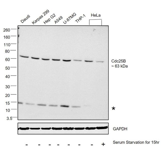 Cdc25B Antibody in Western Blot (WB)